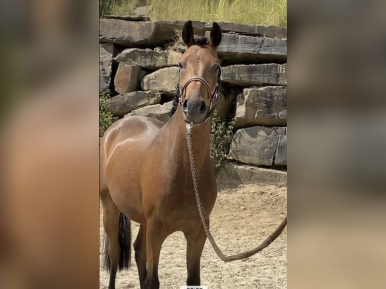 Pony tedesco Castrone 4 Anni 147 cm Baio in Engelskirchen