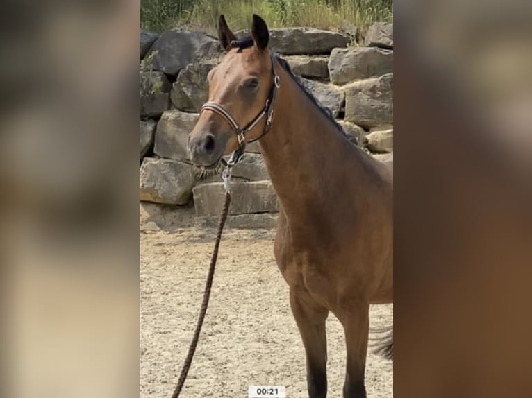 Pony tedesco Castrone 4 Anni 147 cm Baio in Engelskirchen