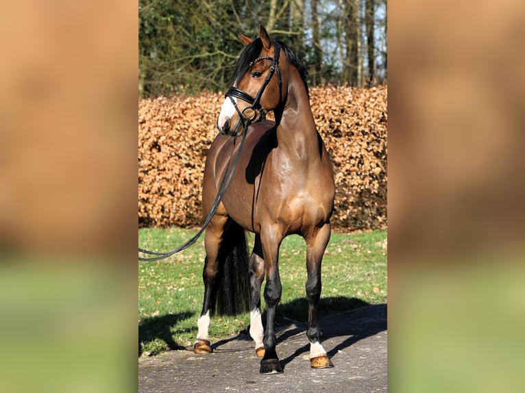 Pony tedesco Castrone 4 Anni 147 cm Baio in Rehburg-Loccum Münchehagen