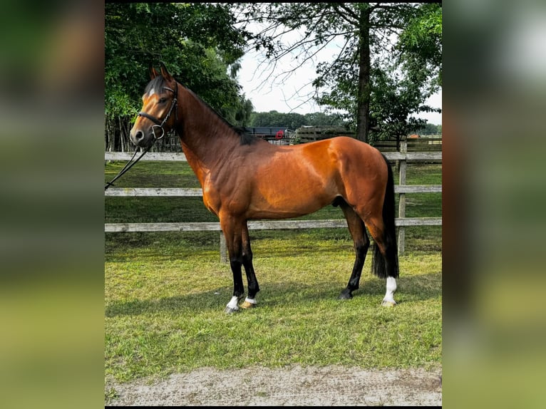 Pony tedesco Castrone 4 Anni 147 cm Baio in Nordhorn