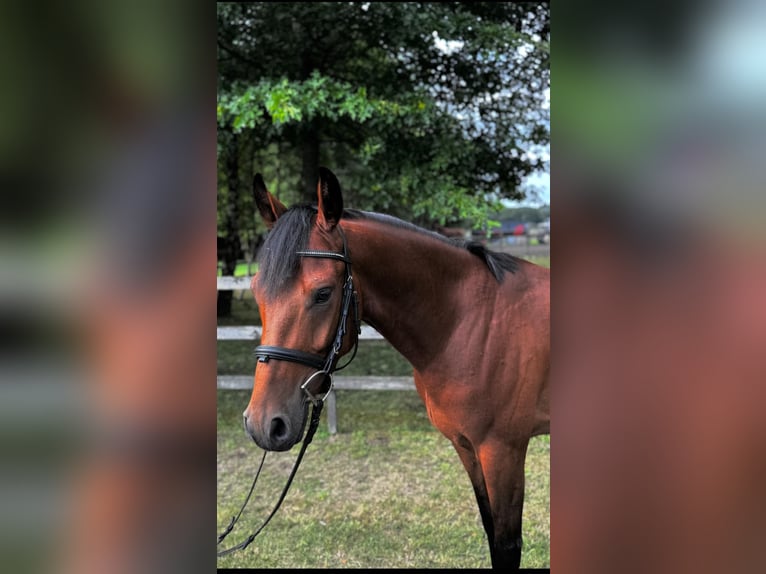 Pony tedesco Castrone 4 Anni 147 cm Baio in Nordhorn