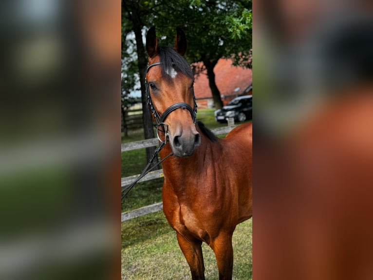 Pony tedesco Castrone 4 Anni 147 cm Baio in Nordhorn