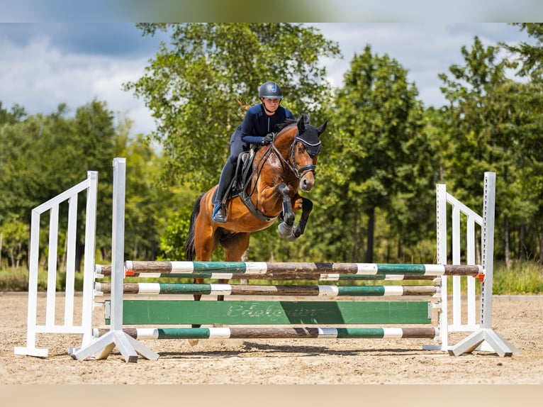 Pony tedesco Castrone 4 Anni 147 cm Baio in Eckersdorf