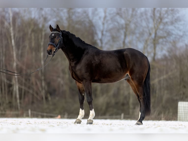 Pony tedesco Castrone 4 Anni 147 cm Baio scuro in Heinzenbach
