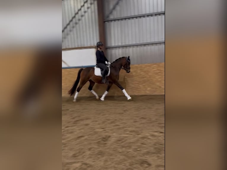 Pony tedesco Castrone 4 Anni 147 cm Baio scuro in Altheim (Alb)