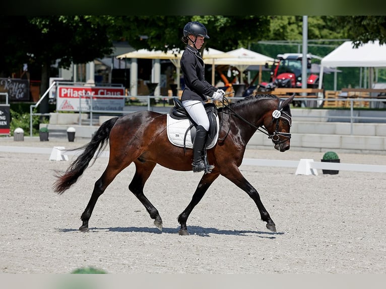 Pony tedesco Castrone 4 Anni 147 cm Baio scuro in Pölzig