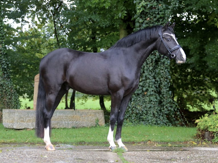 Pony tedesco Castrone 4 Anni 147 cm Baio scuro in Tecklenburg