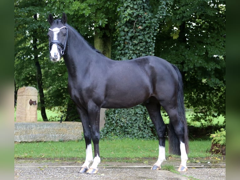 Pony tedesco Castrone 4 Anni 147 cm Baio scuro in Tecklenburg