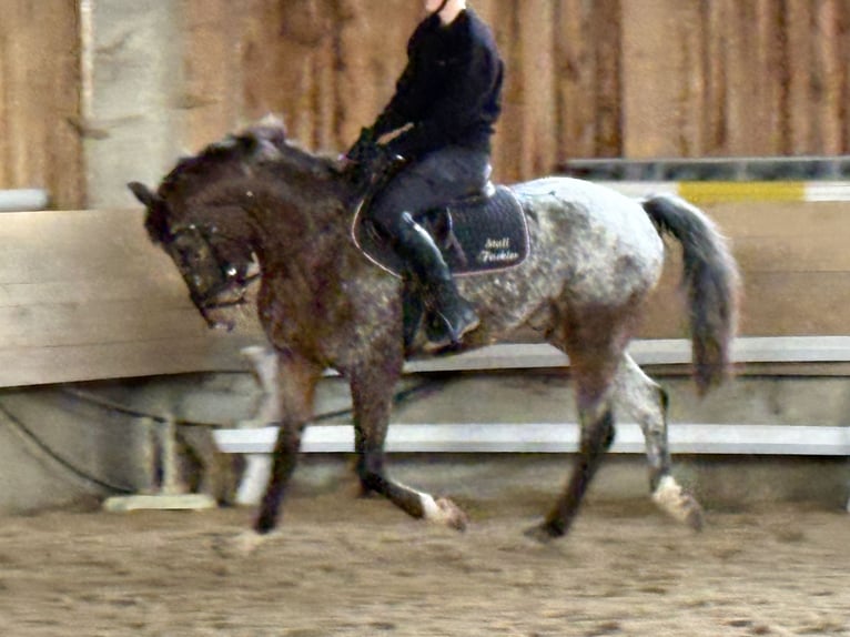 Pony tedesco Castrone 4 Anni 147 cm  in Hainsfarth