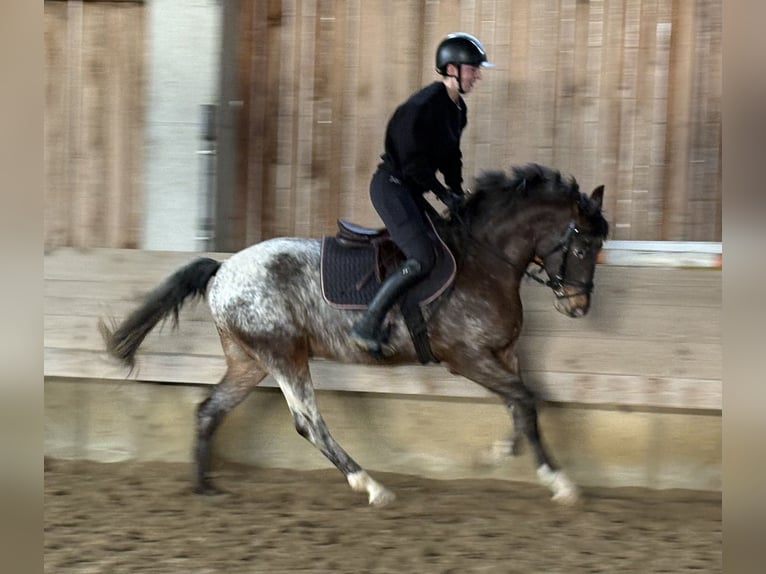 Pony tedesco Castrone 4 Anni 147 cm  in Hainsfarth