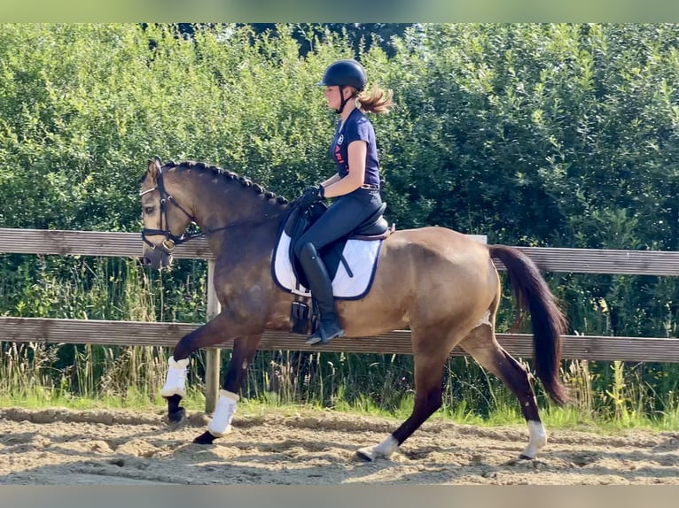 Pony tedesco Castrone 4 Anni 147 cm Falbo in Hude (Oldenburg)Hude