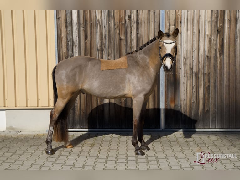 Pony tedesco Castrone 4 Anni 147 cm Falbo in Höttingen