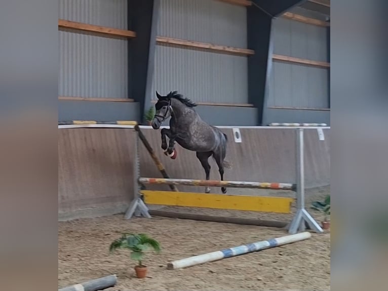 Pony tedesco Castrone 4 Anni 147 cm Grigio in Hamersen
