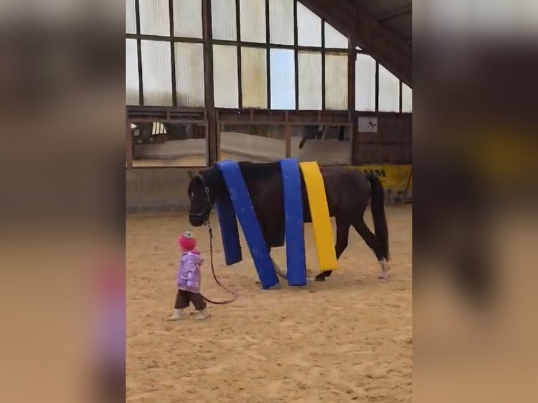 Pony tedesco Castrone 4 Anni 147 cm Morello in Wassertrüdingen