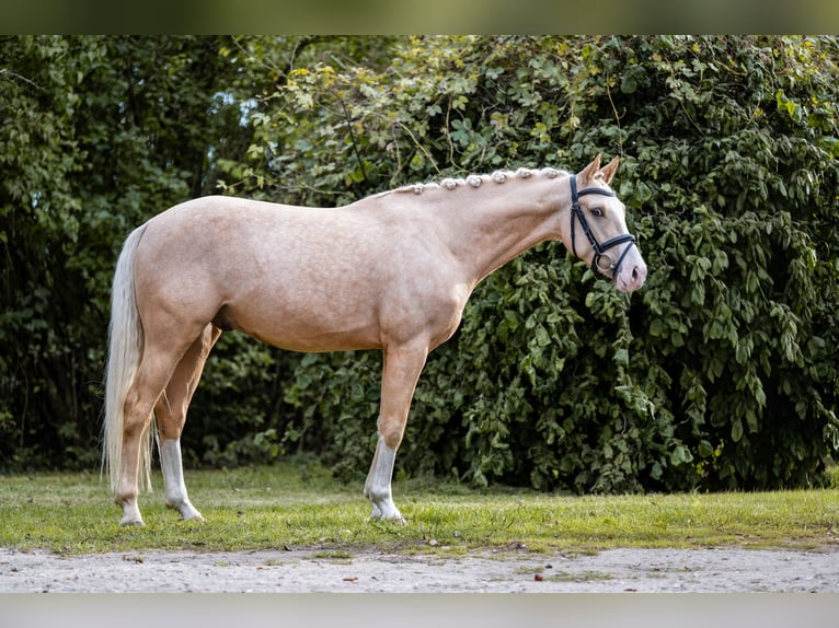Pony tedesco Castrone 4 Anni 147 cm Palomino in Aukrug