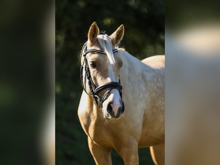 Pony tedesco Castrone 4 Anni 147 cm Palomino in Salzhausen