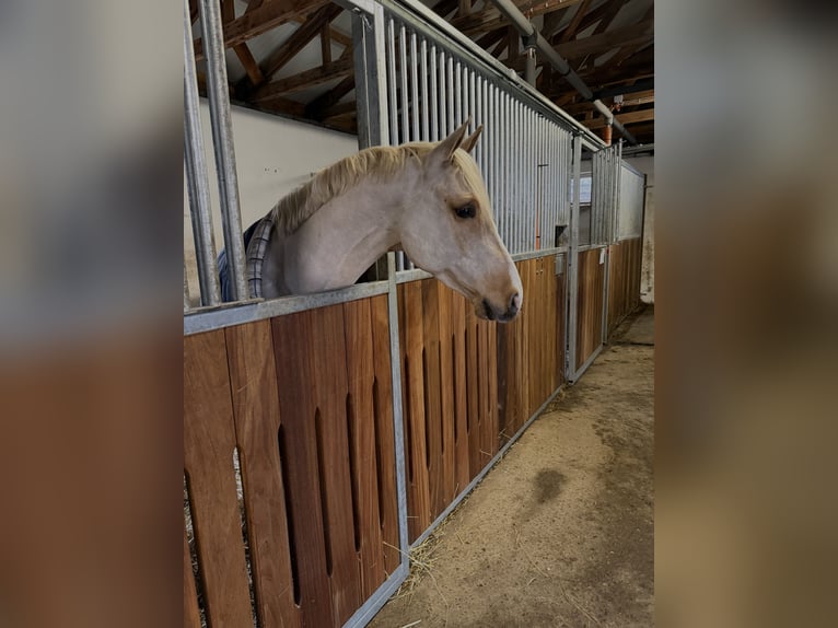 Pony tedesco Castrone 4 Anni 147 cm Palomino in Schneverdingen