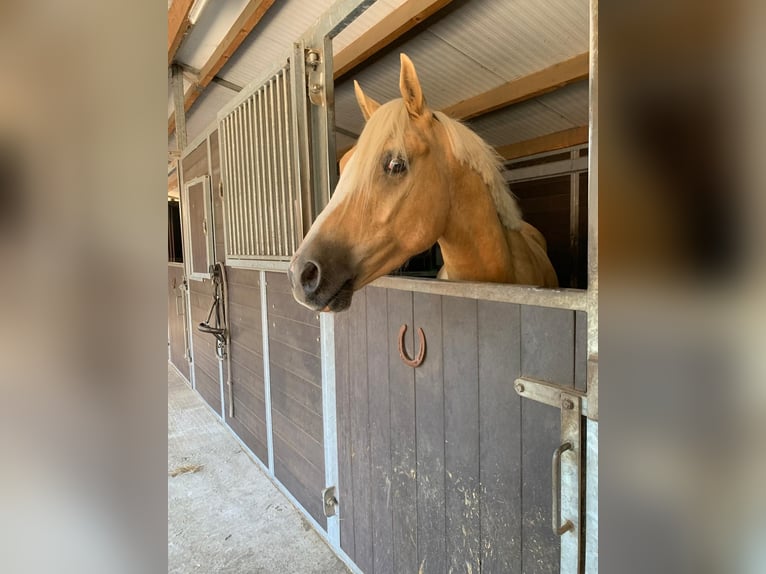 Pony tedesco Castrone 4 Anni 147 cm Palomino in Diepenau
