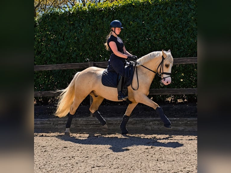 Pony tedesco Castrone 4 Anni 147 cm Palomino in Kempen