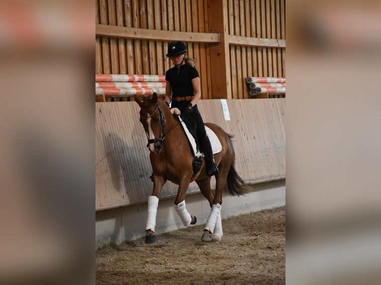 Pony tedesco Castrone 4 Anni 147 cm Sauro in Weilheim in Oberbayern