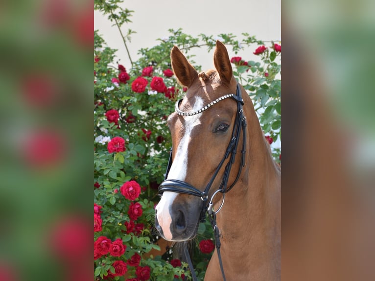 Pony tedesco Castrone 4 Anni 147 cm Sauro in Weilheim in Oberbayern