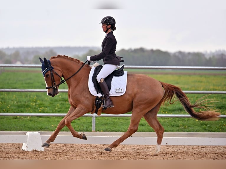 Pony tedesco Castrone 4 Anni 147 cm Sauro in Weilheim in Oberbayern