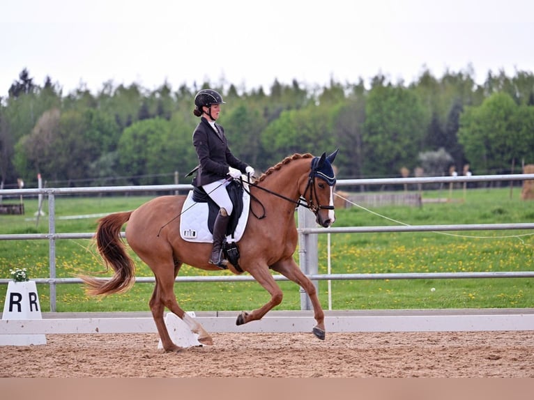 Pony tedesco Castrone 4 Anni 147 cm Sauro in Weilheim in Oberbayern