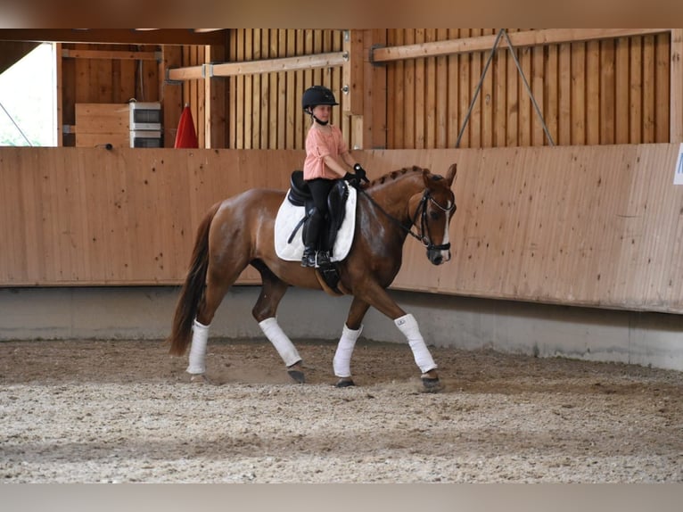 Pony tedesco Castrone 4 Anni 147 cm Sauro in Weilheim in Oberbayern
