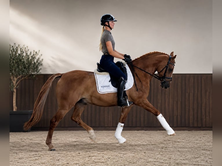 Pony tedesco Castrone 4 Anni 147 cm Sauro in Neustadt