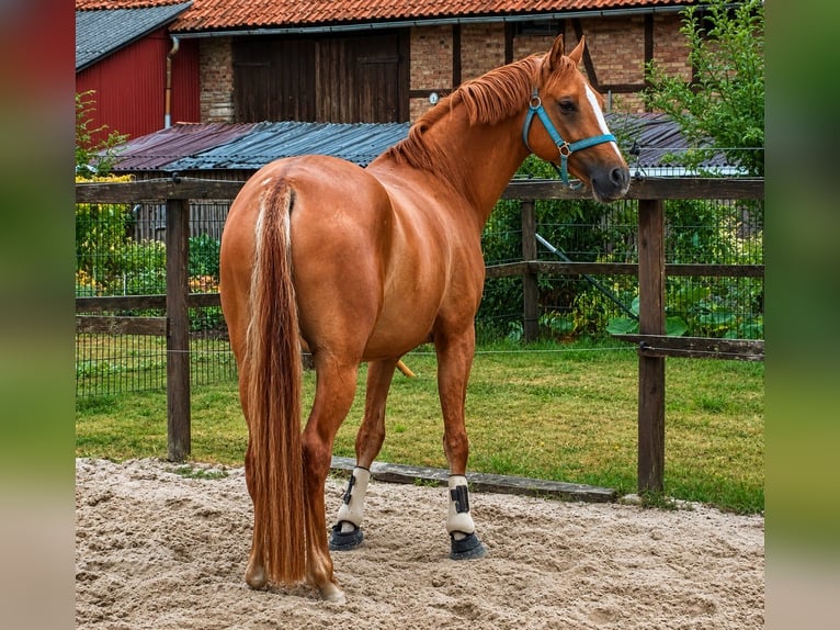 Pony tedesco Castrone 4 Anni 147 cm Sauro in Neustadt