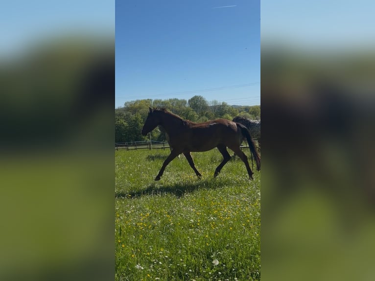 Pony tedesco Castrone 4 Anni 147 cm Sauro scuro in Hagen