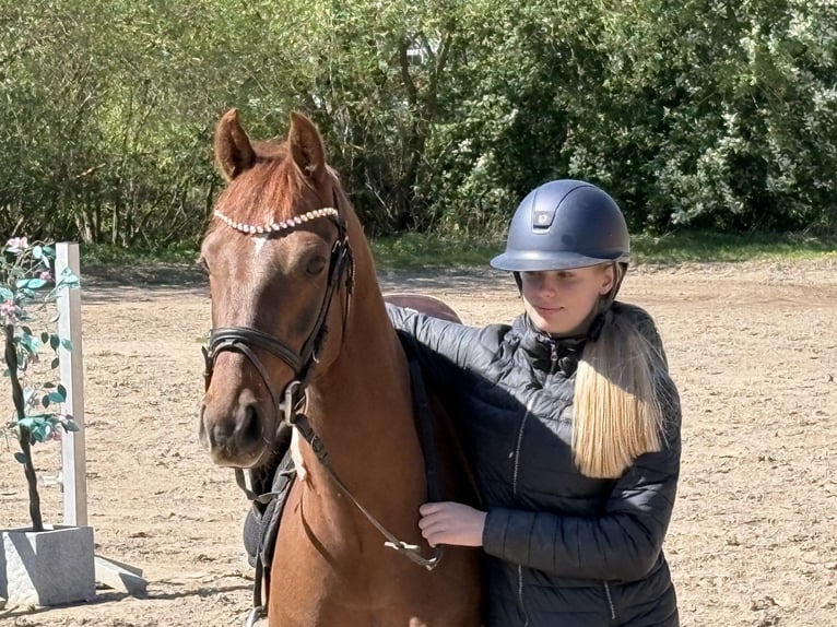 Pony tedesco Castrone 4 Anni 147 cm Sauro scuro in Verden (Aller)