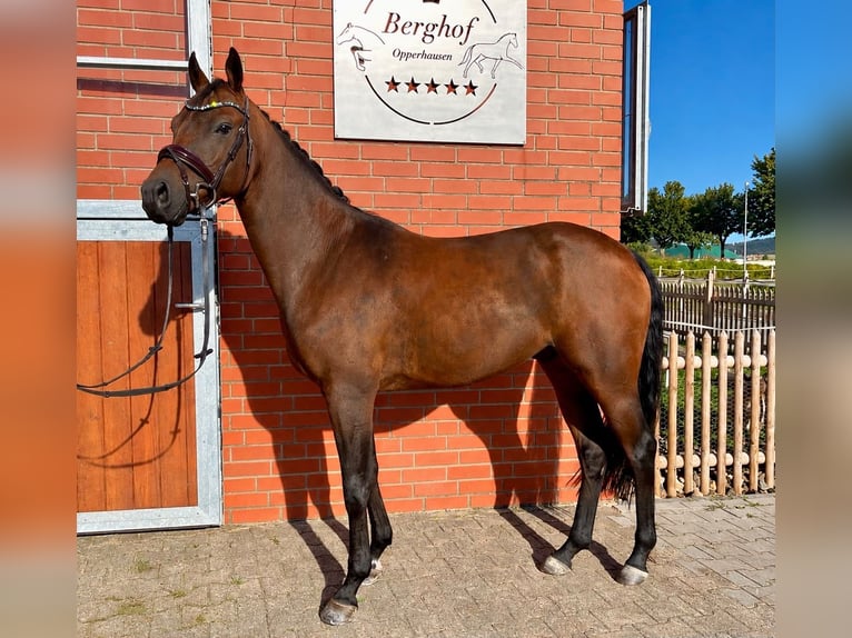 Pony tedesco Castrone 4 Anni 148 cm Baio in Einbeck