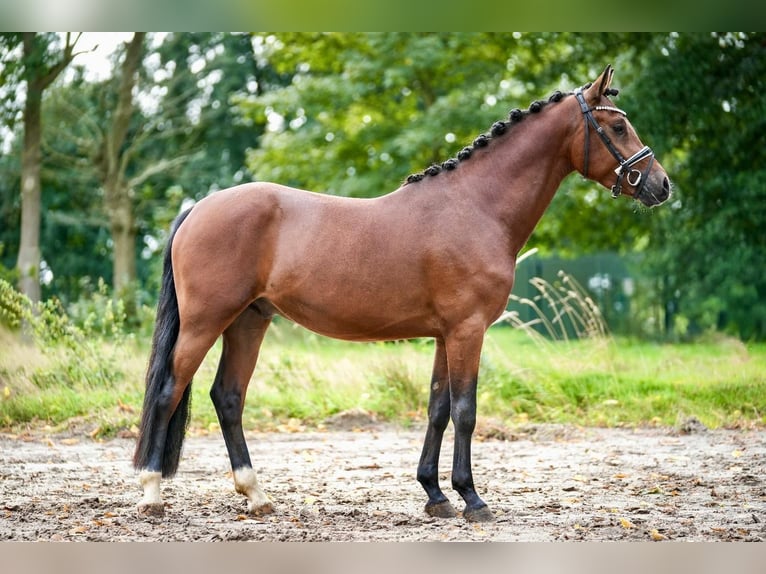 Pony tedesco Castrone 4 Anni 148 cm Baio in Kilchberg ZH