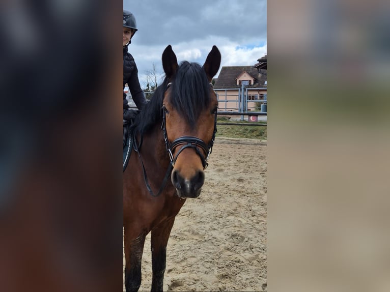 Pony tedesco Castrone 4 Anni 148 cm Baio in Kilchberg ZH