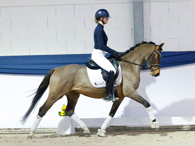 Pony tedesco Castrone 4 Anni 148 cm Baio in Marsberg