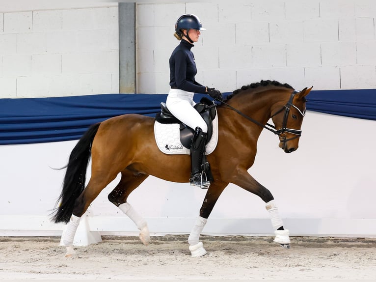 Pony tedesco Castrone 4 Anni 148 cm Baio in Marsberg Pony tedesco Castrone 4 Anni 148 cm Baio in Marsberg