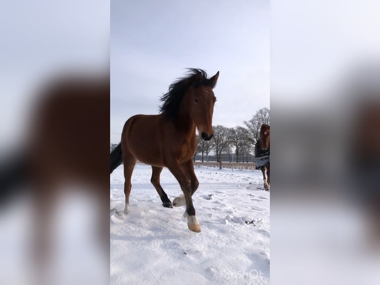 Pony tedesco Castrone 4 Anni 148 cm Baio in Rhauderfehn