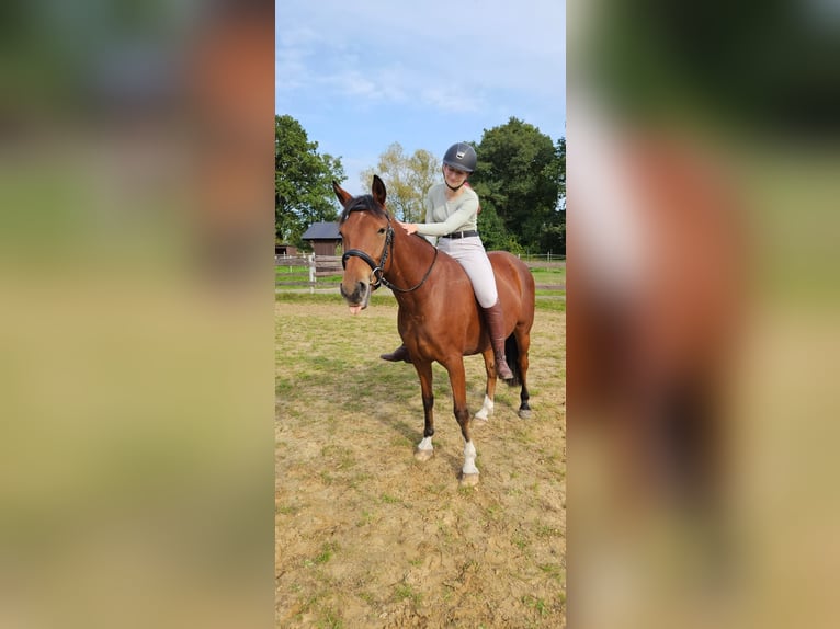 Pony tedesco Castrone 4 Anni 148 cm Baio in Rhauderfehn