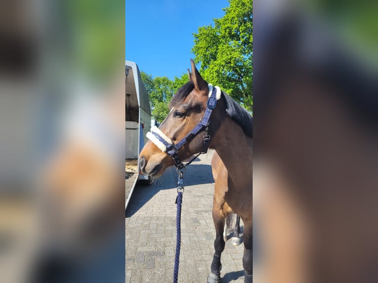 Pony tedesco Mix Castrone 4 Anni 148 cm Baio in M&#xFC;lheim an der Ruhr