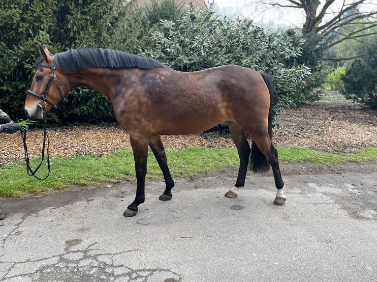 Pony tedesco Castrone 4 Anni 148 cm Baio chiaro in Lachendorf