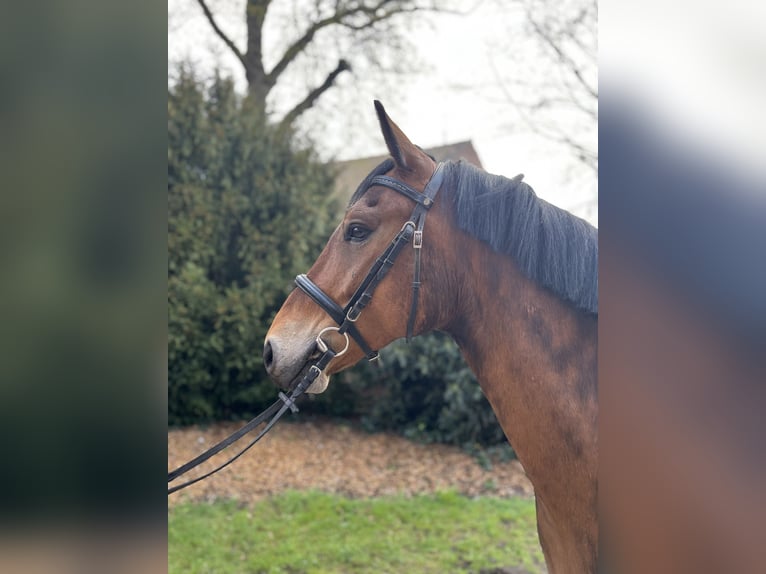 Pony tedesco Castrone 4 Anni 148 cm Baio chiaro in Lachendorf