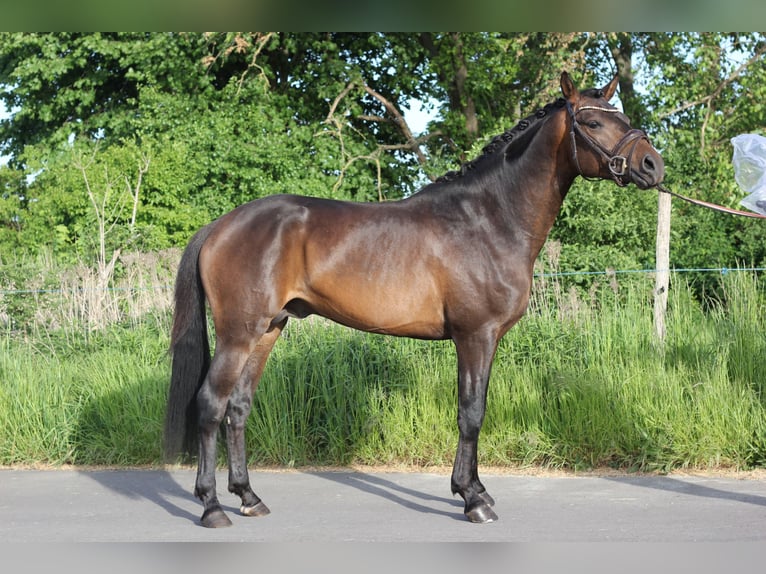 Pony tedesco Castrone 4 Anni 148 cm Baio scuro in Trebbin