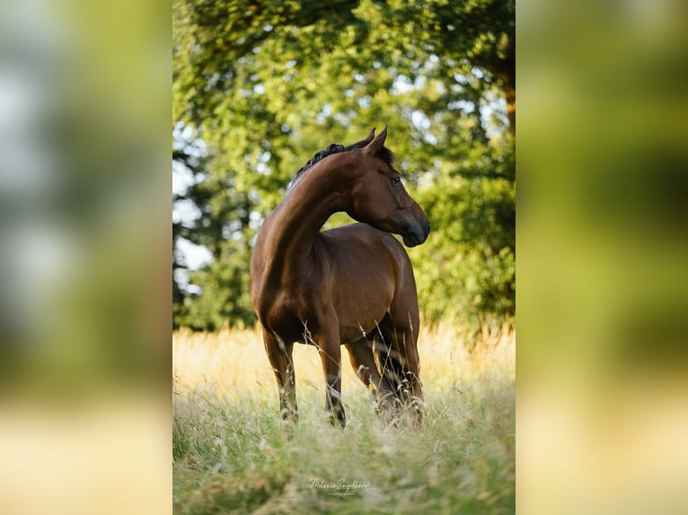 Pony tedesco Castrone 4 Anni 148 cm Baio scuro in Wettringen