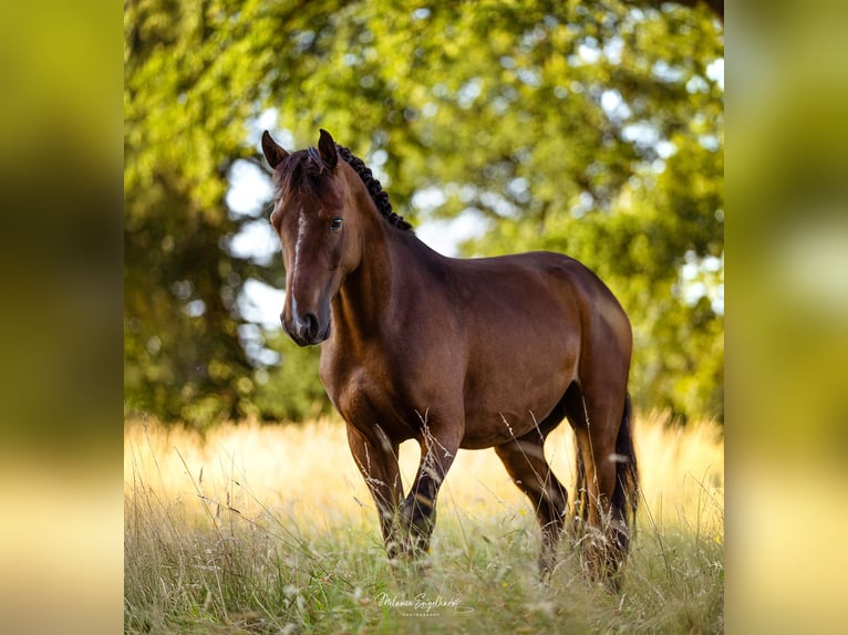 Pony tedesco Castrone 4 Anni 148 cm Baio scuro in Wettringen