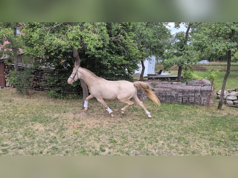 Pony tedesco Castrone 4 Anni 148 cm Cremello in Frankenhardt