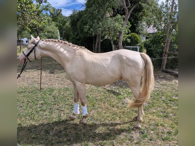 Pony tedesco Castrone 4 Anni 148 cm Cremello in Frankenhardt