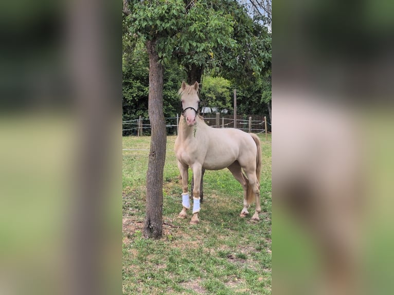 Pony tedesco Castrone 4 Anni 148 cm Cremello in Frankenhardt
