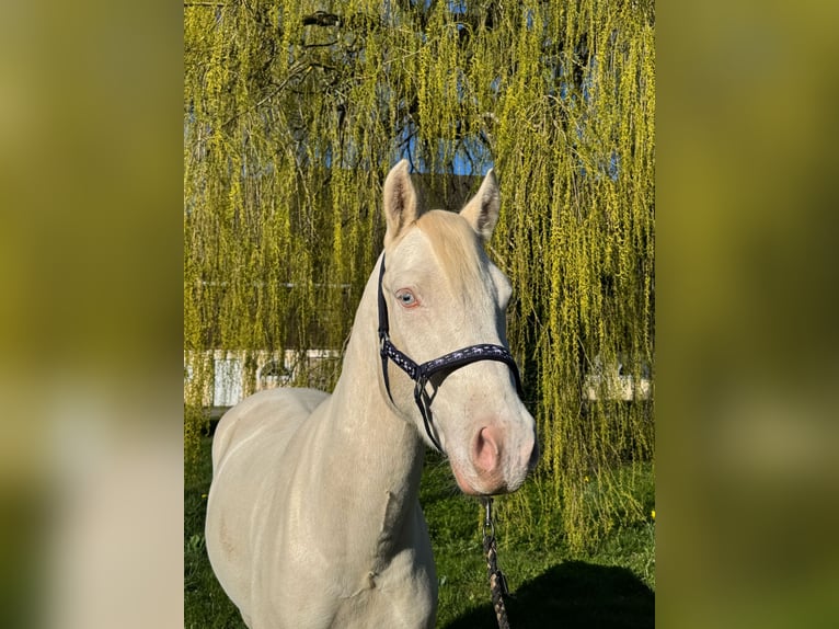 Pony tedesco Castrone 4 Anni 148 cm Cremello in Weilheim in Oberbayern