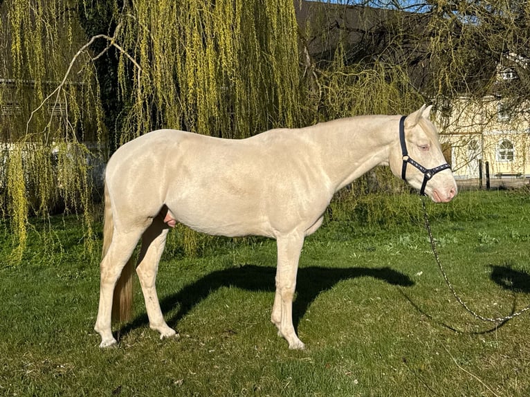 Pony tedesco Castrone 4 Anni 148 cm Cremello in Weilheim in Oberbayern
